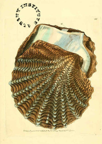 Reproducción/Reproduction 6127029361: The zoological miscellany. v.1. London :Printed by B. McMillan for E. Nodder & Son and sold by all booksellers,1814-1817