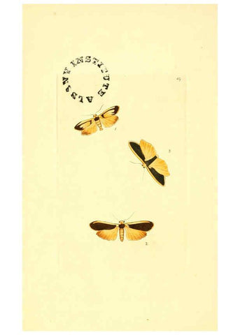 Reproducción/Reproduction 6127029669: The zoological miscellany. v.1. London :Printed by B. McMillan for E. Nodder & Son and sold by all booksellers,1814-1817