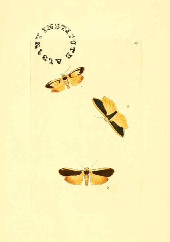 Reproducción/Reproduction 6127029669: The zoological miscellany. v.1. London :Printed by B. McMillan for E. Nodder & Son and sold by all booksellers,1814-1817