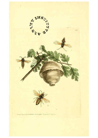 Reproducción/Reproduction 6127577660: The zoological miscellany. v.1. London :Printed by B. McMillan for E. Nodder & Son and sold by all booksellers,1814-1817