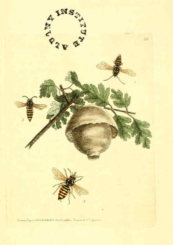 Reproducción/Reproduction 6127577660: The zoological miscellany. v.1. London :Printed by B. McMillan for E. Nodder & Son and sold by all booksellers,1814-1817