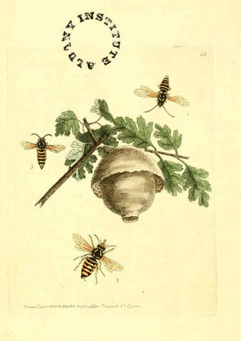 Reproducción/Reproduction 6127577660: The zoological miscellany. v.1. London :Printed by B. McMillan for E. Nodder & Son and sold by all booksellers,1814-1817