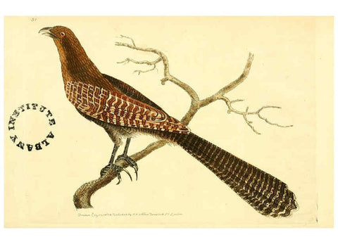Reproducción/Reproduction 6127577938: The zoological miscellany. v.1. London :Printed by B. McMillan for E. Nodder & Son and sold by all booksellers,1814-1817
