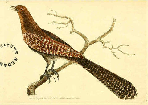 Reproducción/Reproduction 6127577938: The zoological miscellany. v.1. London :Printed by B. McMillan for E. Nodder & Son and sold by all booksellers,1814-1817