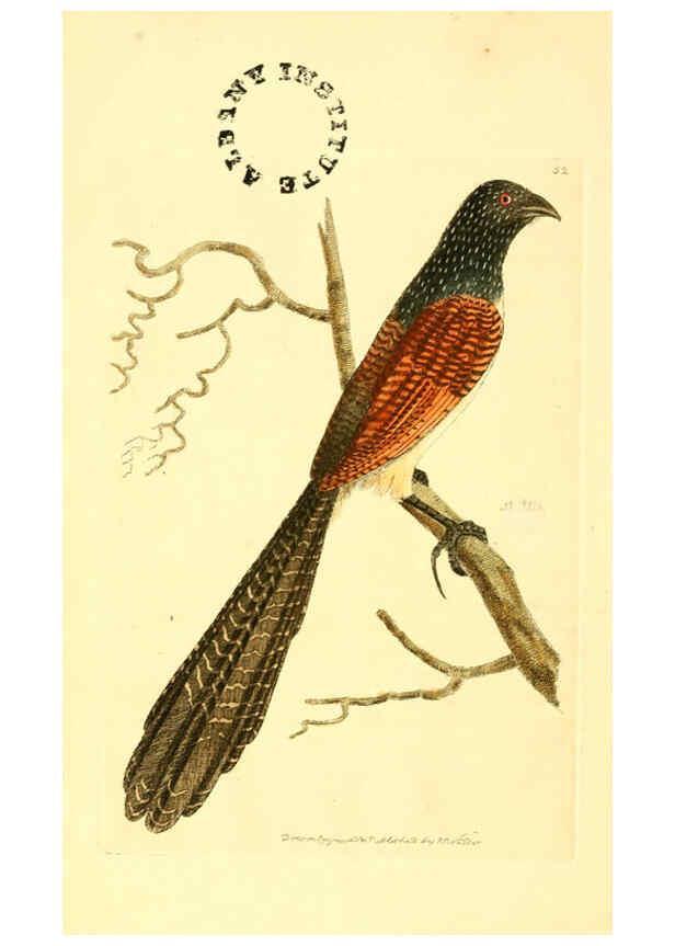 Reproducción/Reproduction 6127030549: The zoological miscellany. v.1. London :Printed by B. McMillan for E. Nodder & Son and sold by all booksellers,1814-1817