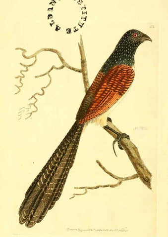 Reproducción/Reproduction 6127030549: The zoological miscellany. v.1. London :Printed by B. McMillan for E. Nodder & Son and sold by all booksellers,1814-1817