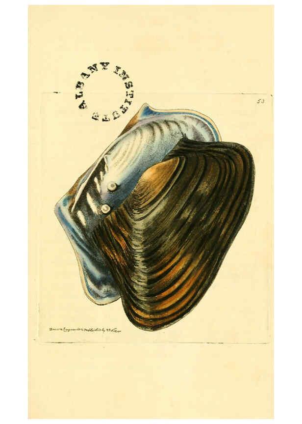 Reproducción/Reproduction 6127578528: The zoological miscellany. v.1. London :Printed by B. McMillan for E. Nodder & Son and sold by all booksellers,1814-1817