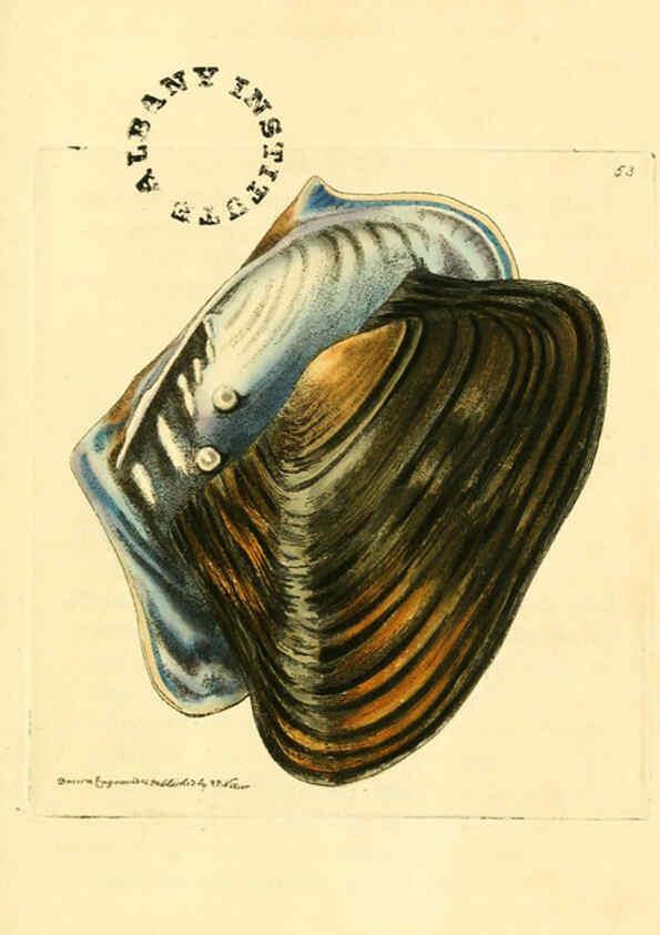 Reproducción/Reproduction 6127578528: The zoological miscellany. v.1. London :Printed by B. McMillan for E. Nodder & Son and sold by all booksellers,1814-1817