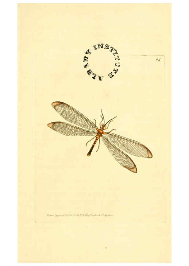 Reproducción/Reproduction 6127576264: The zoological miscellany. v.1. London :Printed by B. McMillan for E. Nodder & Son and sold by all booksellers,1814-1817