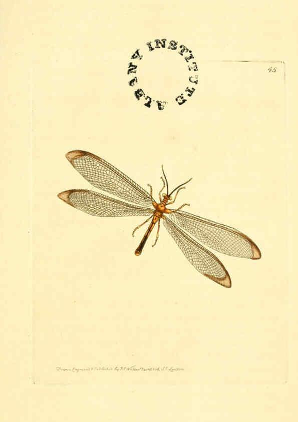 Reproducción/Reproduction 6127576264: The zoological miscellany. v.1. London :Printed by B. McMillan for E. Nodder & Son and sold by all booksellers,1814-1817