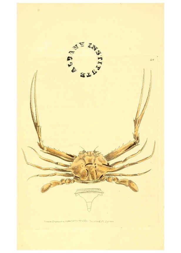 Reproducción/Reproduction 6127031135: The zoological miscellany. v.1. London :Printed by B. McMillan for E. Nodder & Son and sold by all booksellers,1814-1817