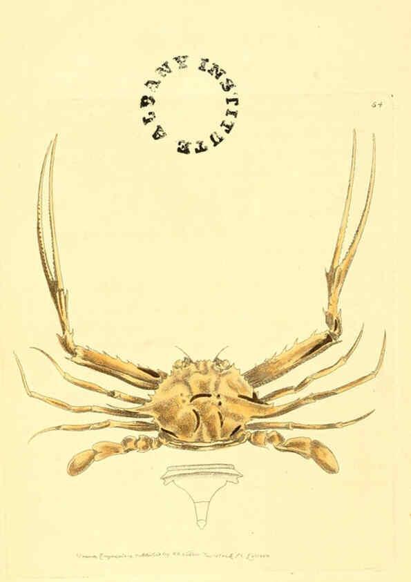 Reproducción/Reproduction 6127031135: The zoological miscellany. v.1. London :Printed by B. McMillan for E. Nodder & Son and sold by all booksellers,1814-1817