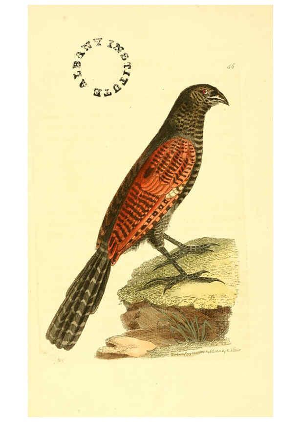 Reproducción/Reproduction 6127579300: The zoological miscellany. v.1. London :Printed by B. McMillan for E. Nodder & Son and sold by all booksellers,1814-1817