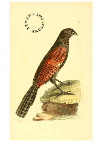 Reproducción/Reproduction 6127579300: The zoological miscellany. v.1. London :Printed by B. McMillan for E. Nodder & Son and sold by all booksellers,1814-1817