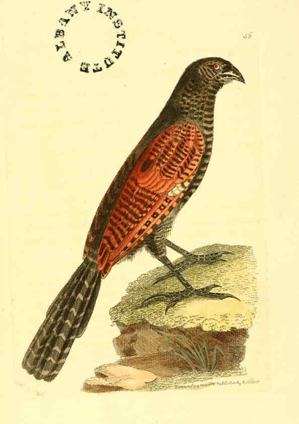 Reproducción/Reproduction 6127579300: The zoological miscellany. v.1. London :Printed by B. McMillan for E. Nodder & Son and sold by all booksellers,1814-1817