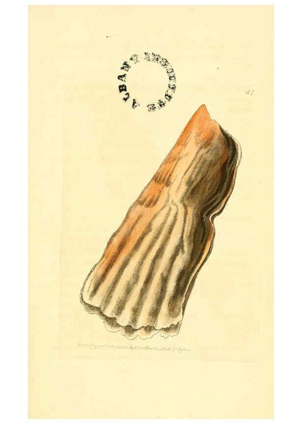 Reproducción/Reproduction 6127579562: The zoological miscellany. v.1. London :Printed by B. McMillan for E. Nodder & Son and sold by all booksellers,1814-1817
