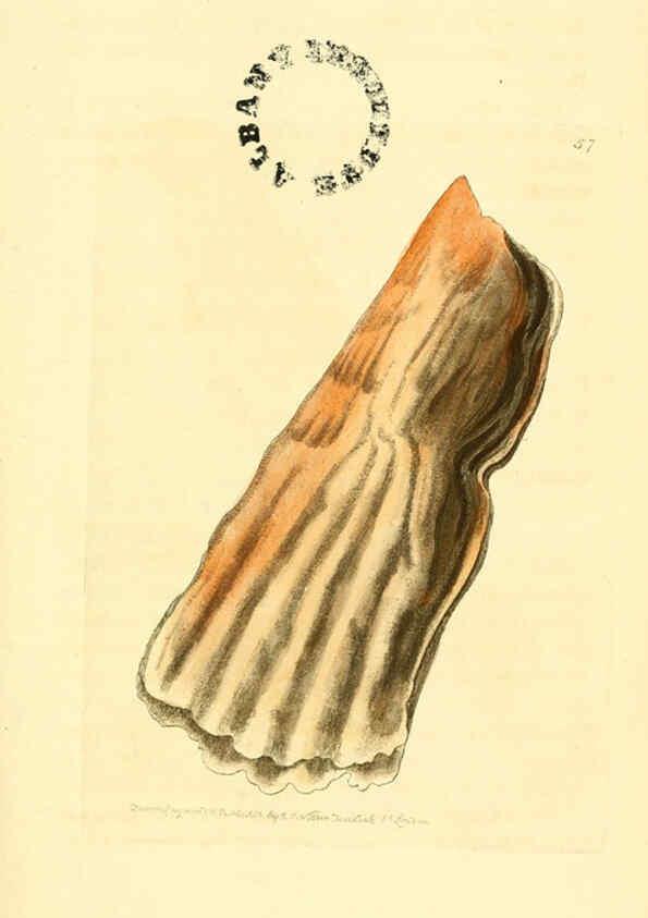 Reproducción/Reproduction 6127579562: The zoological miscellany. v.1. London :Printed by B. McMillan for E. Nodder & Son and sold by all booksellers,1814-1817