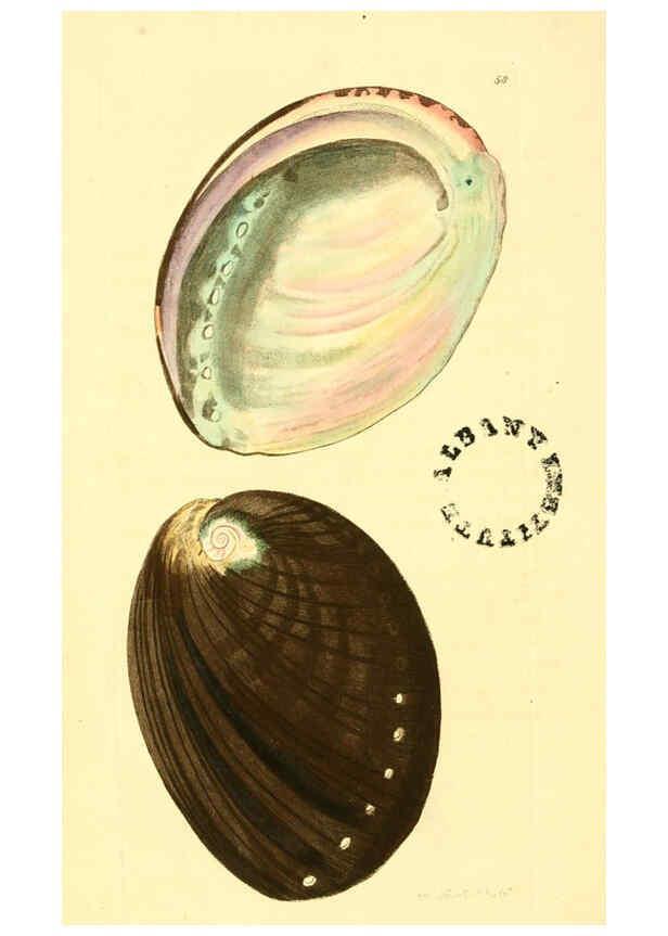 Reproducción/Reproduction 6127579862: The zoological miscellany. v.1. London :Printed by B. McMillan for E. Nodder & Son and sold by all booksellers,1814-1817