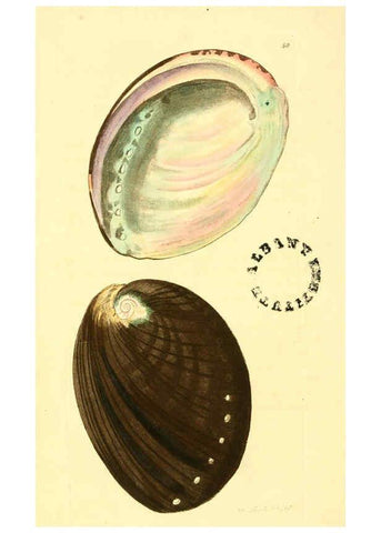 Reproducción/Reproduction 6127579862: The zoological miscellany. v.1. London :Printed by B. McMillan for E. Nodder & Son and sold by all booksellers,1814-1817