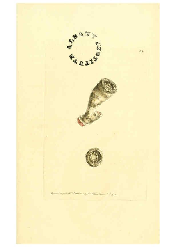 Reproducción/Reproduction 6127032497: The zoological miscellany. v.1. London :Printed by B. McMillan for E. Nodder & Son and sold by all booksellers,1814-1817