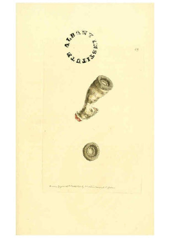 Reproducción/Reproduction 6127032497: The zoological miscellany. v.1. London :Printed by B. McMillan for E. Nodder & Son and sold by all booksellers,1814-1817