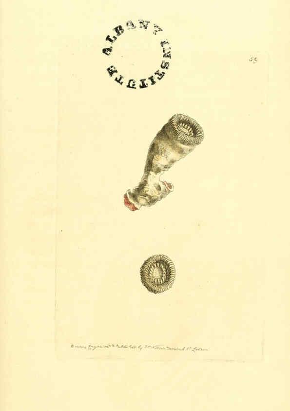 Reproducción/Reproduction 6127032497: The zoological miscellany. v.1. London :Printed by B. McMillan for E. Nodder & Son and sold by all booksellers,1814-1817