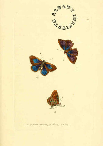 Reproducción/Reproduction 6127032723: The zoological miscellany. v.1. London :Printed by B. McMillan for E. Nodder & Son and sold by all booksellers,1814-1817