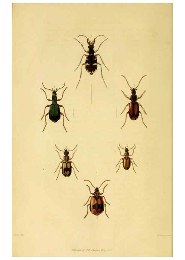 Reproducción/Reproduction 6127051827: Illustrations of British entomology. v.5. London:Printed for the author; published by Baldwin and Cradock,1828-1835