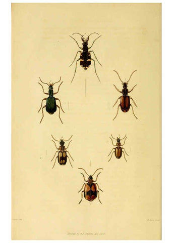 Reproducción/Reproduction 6127051827: Illustrations of British entomology. v.5. London:Printed for the author; published by Baldwin and Cradock,1828-1835