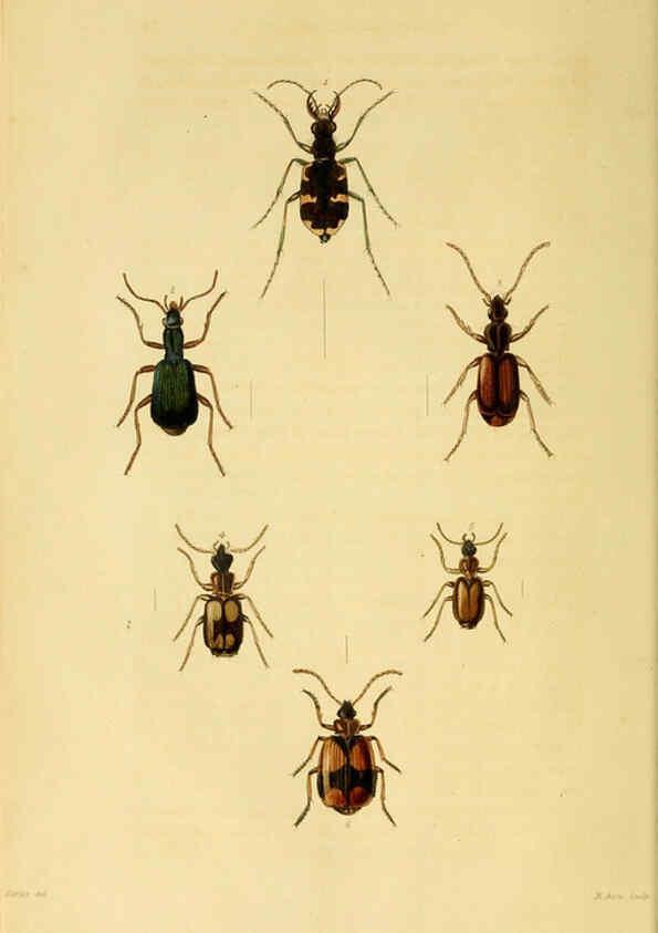 Reproducción/Reproduction 6127051827: Illustrations of British entomology. v.5. London:Printed for the author; published by Baldwin and Cradock,1828-1835