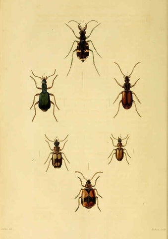 Reproducción/Reproduction 6127051827: Illustrations of British entomology. v.5. London:Printed for the author; published by Baldwin and Cradock,1828-1835
