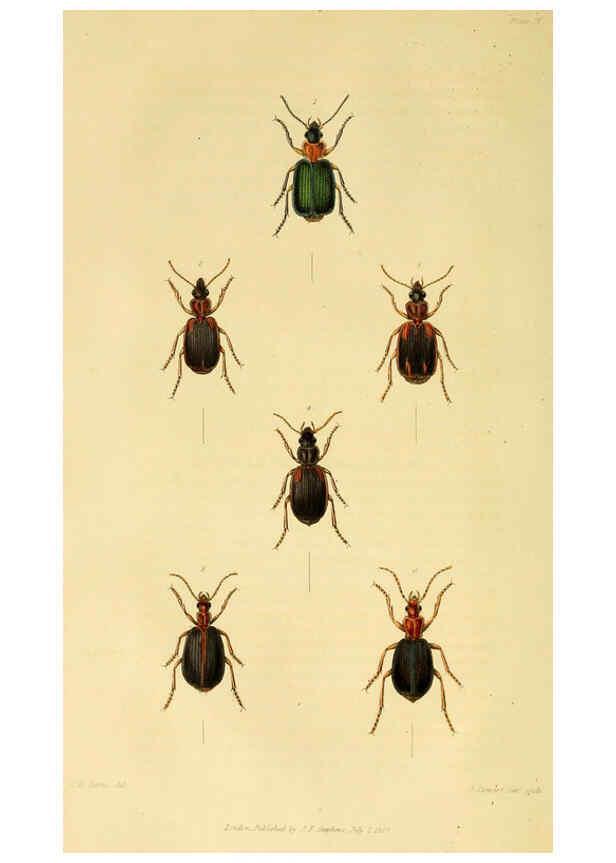 Reproducción/Reproduction 6127599834: Illustrations of British entomology. v.5. London:Printed for the author; published by Baldwin and Cradock,1828-1835