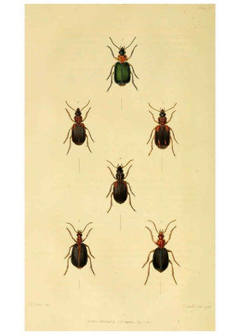 Reproducción/Reproduction 6127599834: Illustrations of British entomology. v.5. London:Printed for the author; published by Baldwin and Cradock,1828-1835