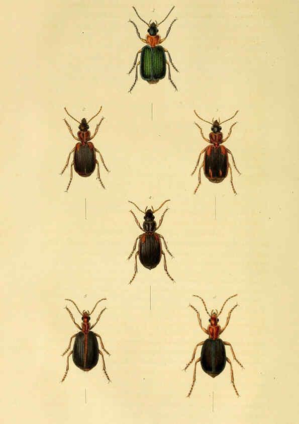 Reproducción/Reproduction 6127599834: Illustrations of British entomology. v.5. London:Printed for the author; published by Baldwin and Cradock,1828-1835