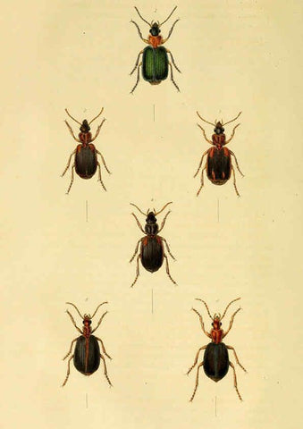 Reproducción/Reproduction 6127599834: Illustrations of British entomology. v.5. London:Printed for the author; published by Baldwin and Cradock,1828-1835