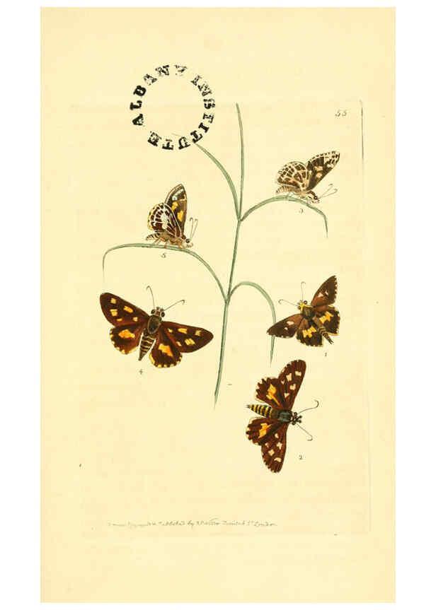 Reproducción/Reproduction 6127579008: The zoological miscellany. v.1. London :Printed by B. McMillan for E. Nodder & Son and sold by all booksellers,1814-1817
