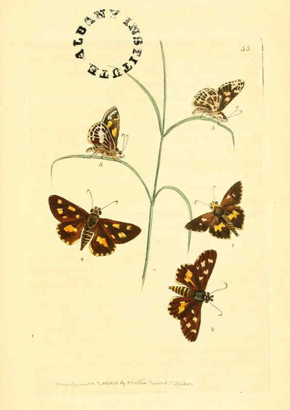 Reproducción/Reproduction 6127579008: The zoological miscellany. v.1. London :Printed by B. McMillan for E. Nodder & Son and sold by all booksellers,1814-1817