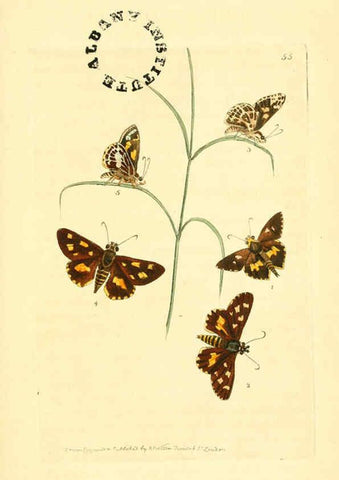 Reproducción/Reproduction 6127579008: The zoological miscellany. v.1. London :Printed by B. McMillan for E. Nodder & Son and sold by all booksellers,1814-1817