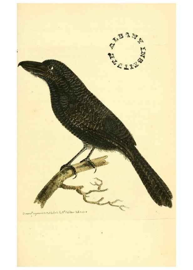 Reproducción/Reproduction 6127016991: The zoological miscellany. v.1. London :Printed by B. McMillan for E. Nodder & Son and sold by all booksellers,1814-1817