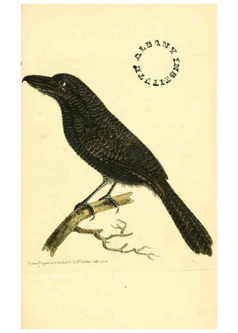 Reproducción/Reproduction 6127016991: The zoological miscellany. v.1. London :Printed by B. McMillan for E. Nodder & Son and sold by all booksellers,1814-1817