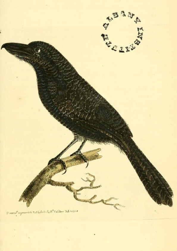 Reproducción/Reproduction 6127016991: The zoological miscellany. v.1. London :Printed by B. McMillan for E. Nodder & Son and sold by all booksellers,1814-1817