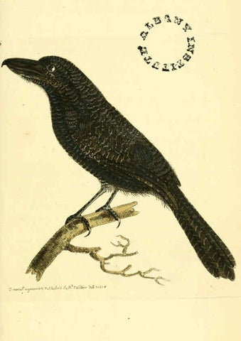 Reproducción/Reproduction 6127016991: The zoological miscellany. v.1. London :Printed by B. McMillan for E. Nodder & Son and sold by all booksellers,1814-1817
