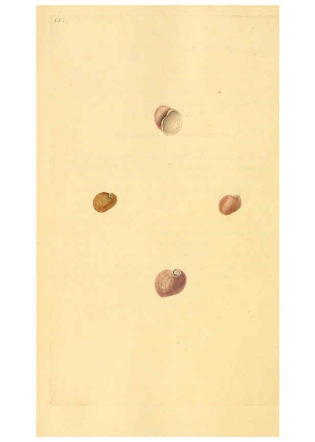 Reproducción/Reproduction 6126652771: The natural history of British shells. v.1-3. London :Printed for the Author, and for F.C. and J. Rivington, by Bye and Law,1800-1804