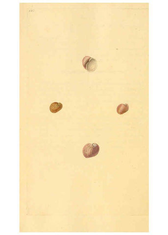 Reproducción/Reproduction 6126652771: The natural history of British shells. v.1-3. London :Printed for the Author, and for F.C. and J. Rivington, by Bye and Law,1800-1804