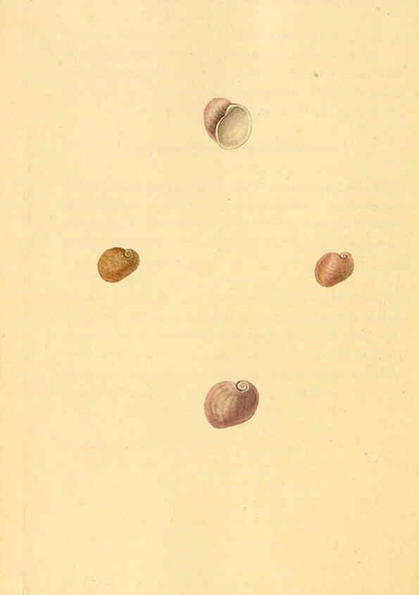 Reproducción/Reproduction 6126652771: The natural history of British shells. v.1-3. London :Printed for the Author, and for F.C. and J. Rivington, by Bye and Law,1800-1804