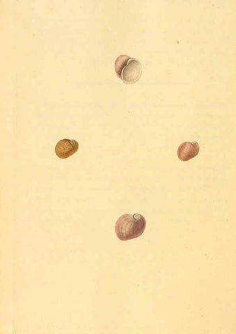 Reproducción/Reproduction 6126652771: The natural history of British shells. v.1-3. London :Printed for the Author, and for F.C. and J. Rivington, by Bye and Law,1800-1804