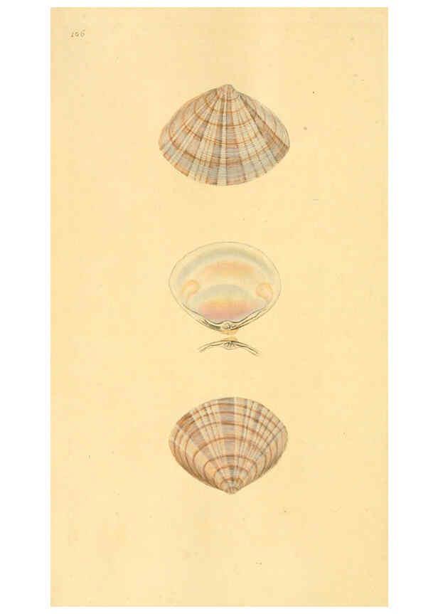 Reproducción/Reproduction 6126653087: The natural history of British shells. v.1-3. London :Printed for the Author, and for F.C. and J. Rivington, by Bye and Law,1800-1804
