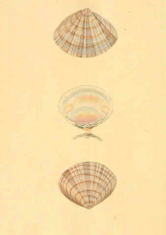 Reproducción/Reproduction 6126653087: The natural history of British shells. v.1-3. London :Printed for the Author, and for F.C. and J. Rivington, by Bye and Law,1800-1804