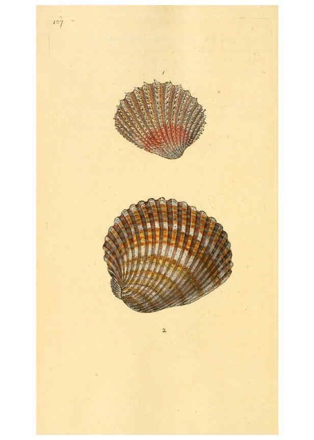 Reproducción/Reproduction 6126653347: The natural history of British shells. v.1-3. London :Printed for the Author, and for F.C. and J. Rivington, by Bye and Law,1800-1804