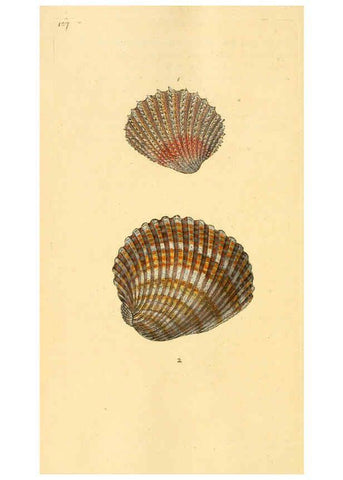 Reproducción/Reproduction 6126653347: The natural history of British shells. v.1-3. London :Printed for the Author, and for F.C. and J. Rivington, by Bye and Law,1800-1804